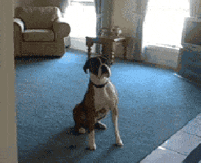 dog walk GIF