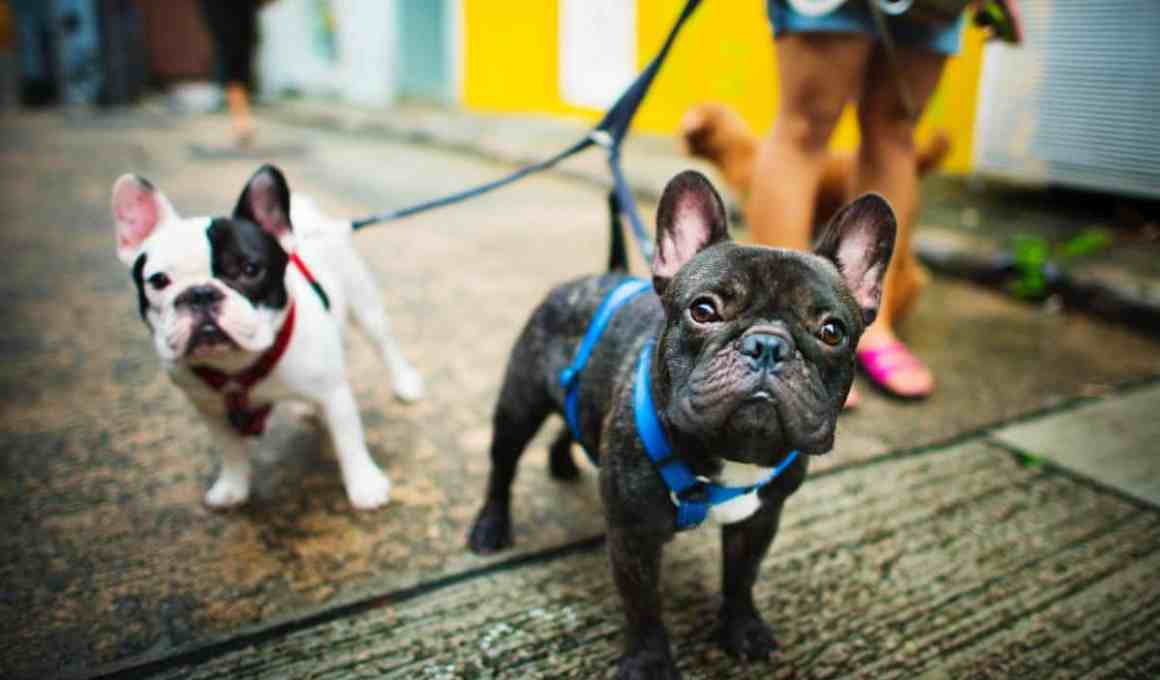 brazilian pet care app, doghero, nabs us$7 million from rover