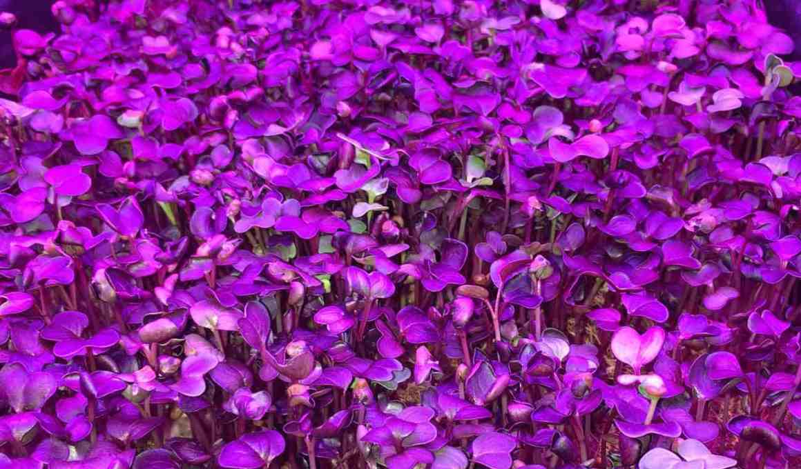 5 puerto rican agrotechs nipping problems in the bud