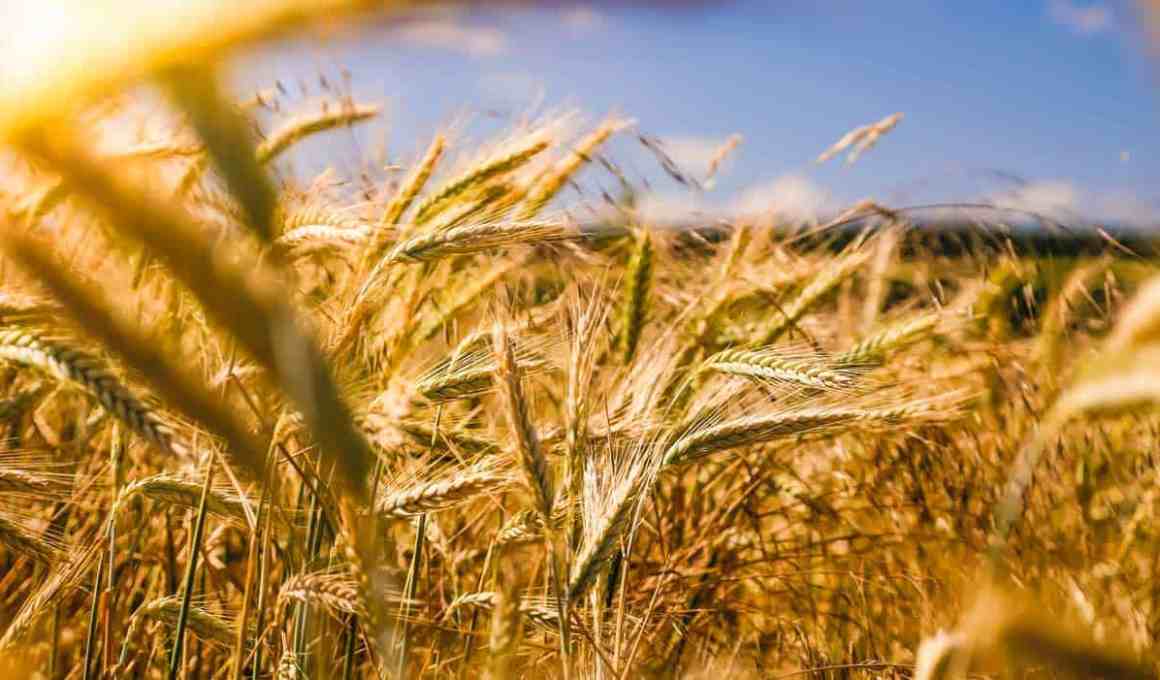 agrired to grow out its platform to brazil and us