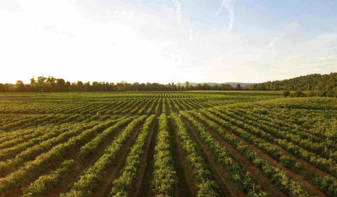 argentine startup agrofy reaps investment for us$23 million