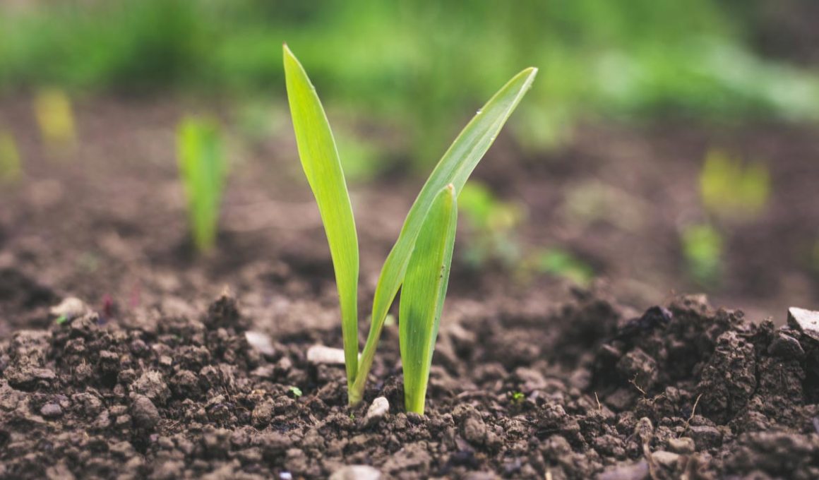 instaagro supplies small brazilian farmers, rolesis holdings supplies it with seed investment