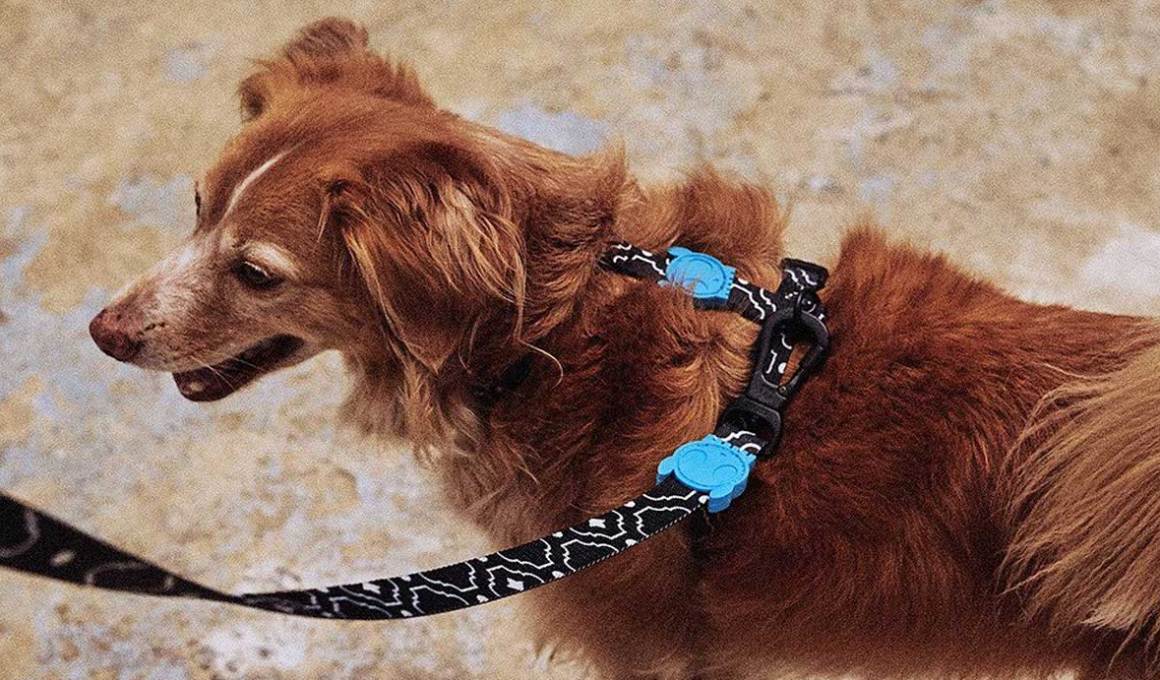 Zee Dog wants to offer pet owners in Brazil something different.