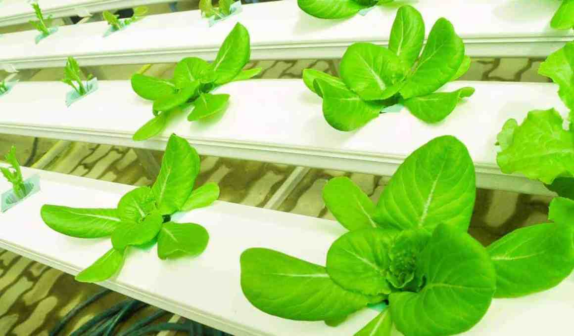 million-dollar investment in agrourbana moving agriculture from rural areas to cities