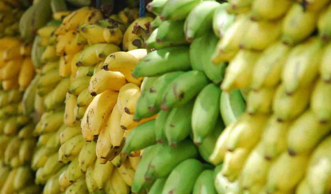 meet platanus ventures, chile’s newest incubator. it is picky as f…