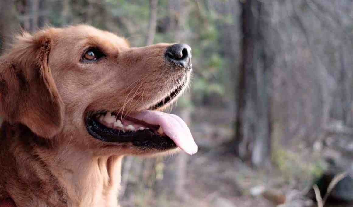 colombian startup, laika, will expand pet platform to mexico