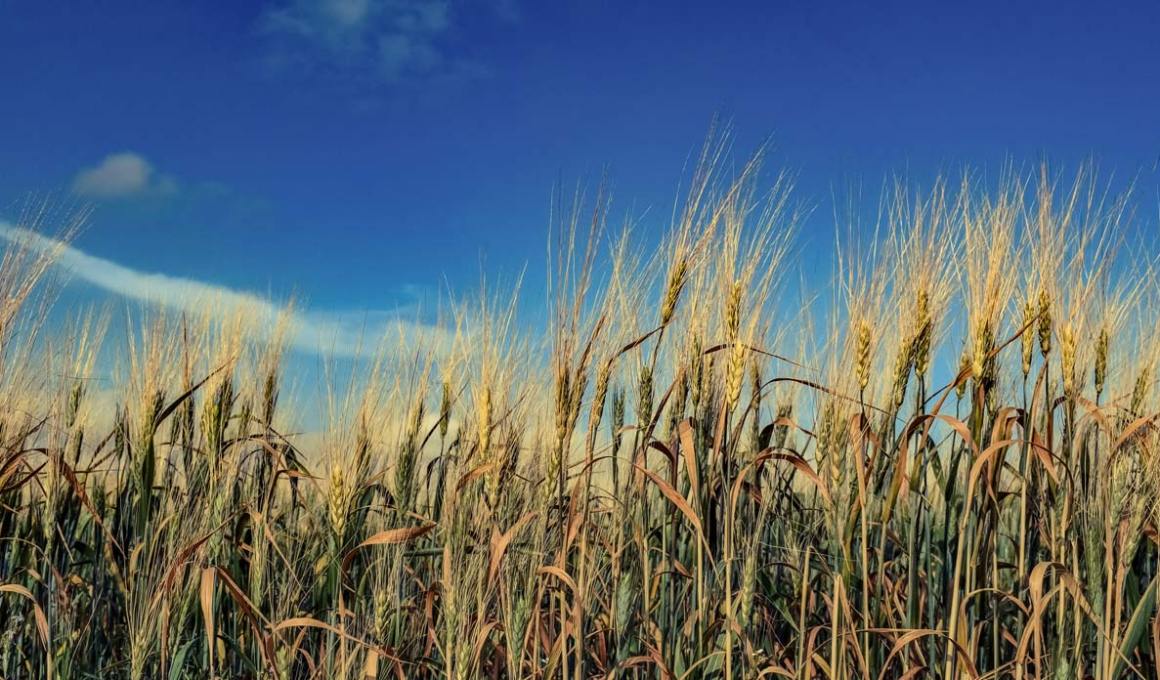 AgVentures Fund II will finance around 20 companies.