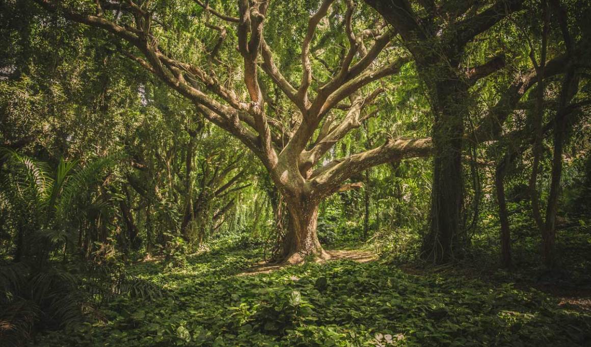 Pachama will use the funds to improve its platform.