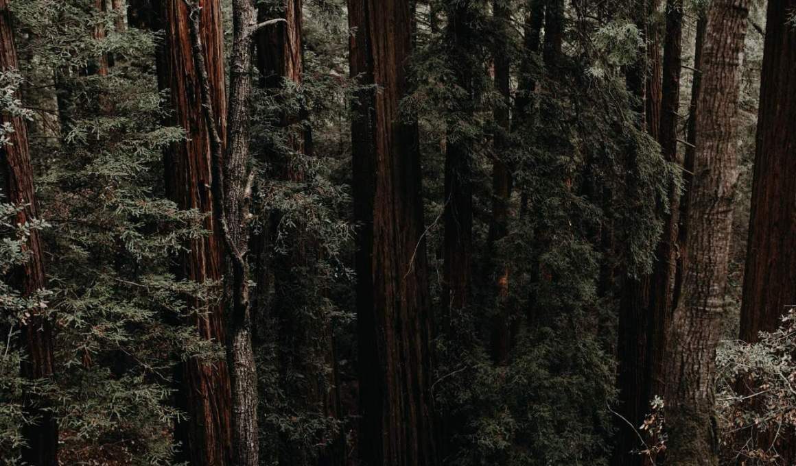 Meet Jalisco's Pioneer Venture Capitalist - Redwood Ventures' Ian Paul Otero