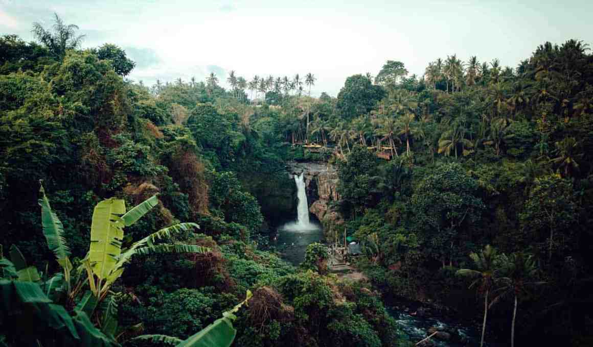 selina hosts global events to promote amazon rainforest restoration