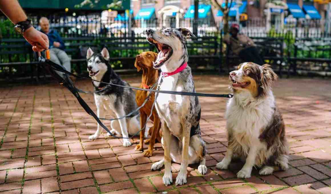 tinder co-founder invests in colombian pet platform, laika